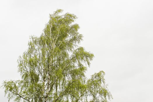 Birch tree with juicy green leaves on white background.