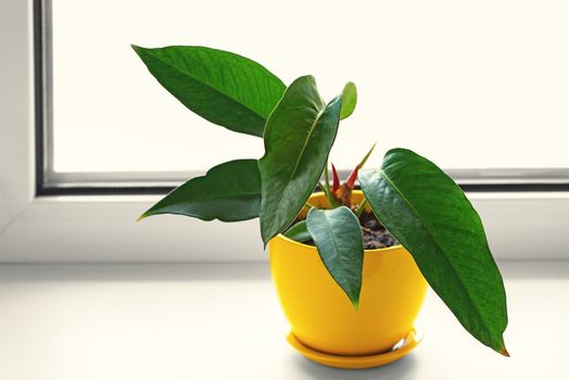 Potted plants. Anthurium in yellow pot. Flower on the windowsill