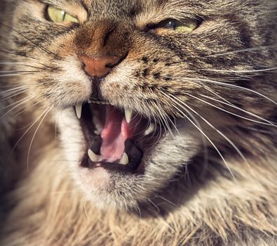 Angry cat muzzle. Aggressive Maine coon cat hisses.