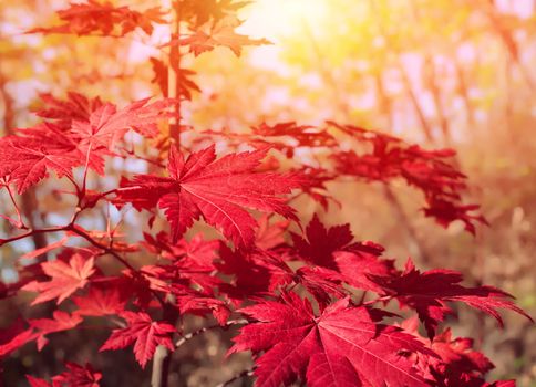 Autumn leaves on a tree. Autumn mood