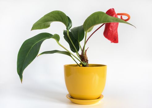 Anthurium flowers. Anthurium in yellow pot on white background