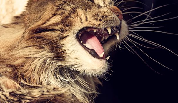 Angry cat muzzle. Aggressive Maine coon cat hisses.