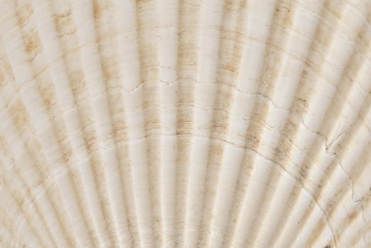 Shell. Sea mollusk. Background of the seashell