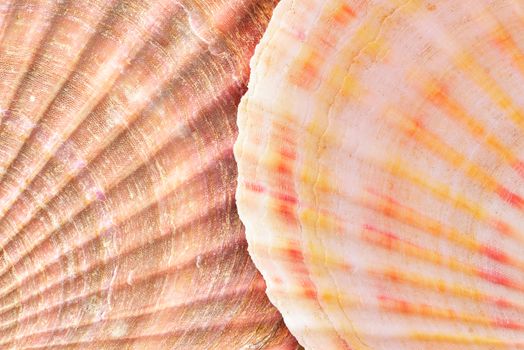 Shell. Sea mollusk. Background of the seashell