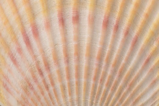 Shell. Sea mollusk. Background of the seashell