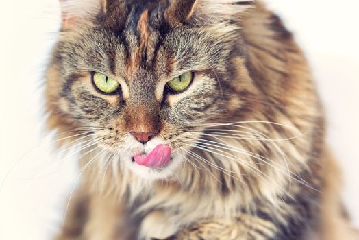 Cat Maine coon licking nose. Cat showing tongue.