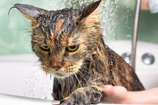 Cat bath. Wet cat