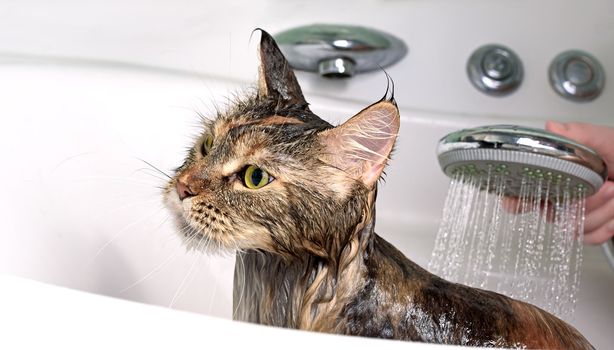 Cat bath. Wet cat