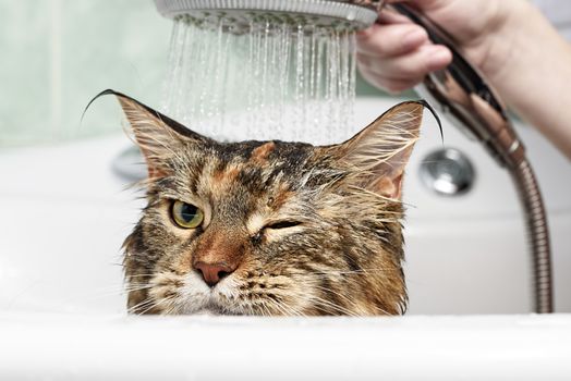 Funny cat. Wet cat