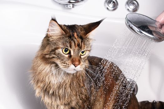 Cat bath. Wet cat