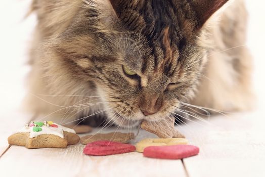 Cat eating cookie. Muzzle cat Maine Coon.