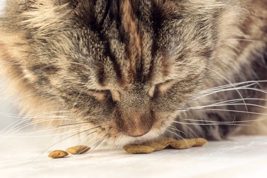 Cat eating closeup. Muzzle cat Maine Coon.