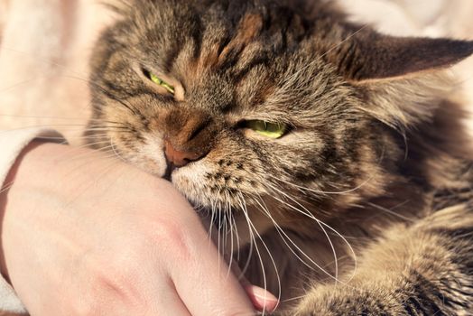 Cat bites his hand. Aggressive muzzle of cat.