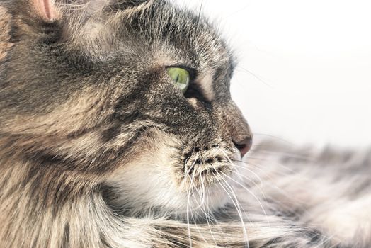 Cat maine coon. Beautiful cat on white background
