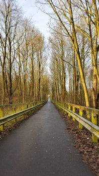 Yellow trees. Sunset in the forest. Sun rays between the trees. Forest in Leherheide, Bremerhaven, Germany.