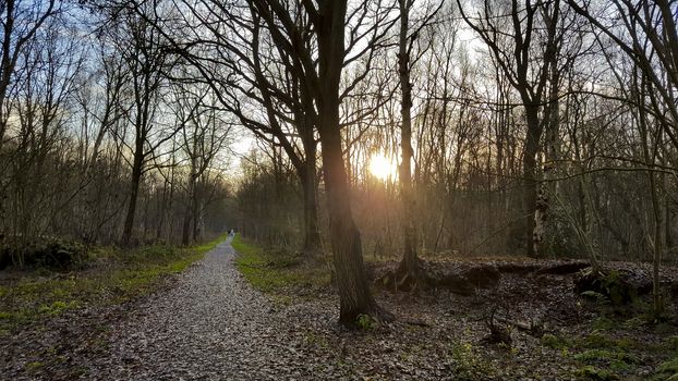 Sunset in the forest. Sun rays between the trees. Forest in Leherheide, Bremerhaven, Germany.