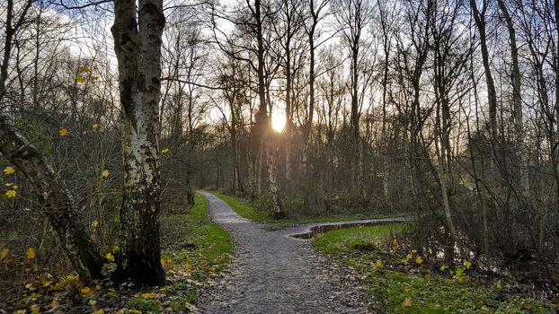 Sunset in the forest. Sun rays between the trees. Forest in Leherheide, Bremerhaven, Germany.