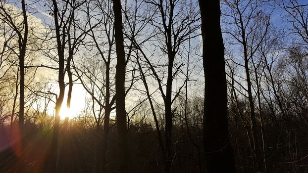 Sunset in the forest. Sun rays between the trees. Forest in Leherheide, Bremerhaven, Germany.