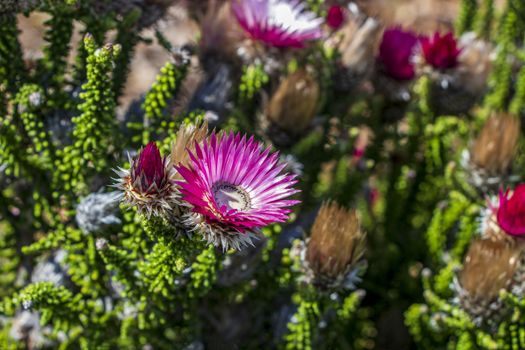 Purple pink flowers plants in the Kirstenbosch National Botanical Garden, Cape Town, South Africa.