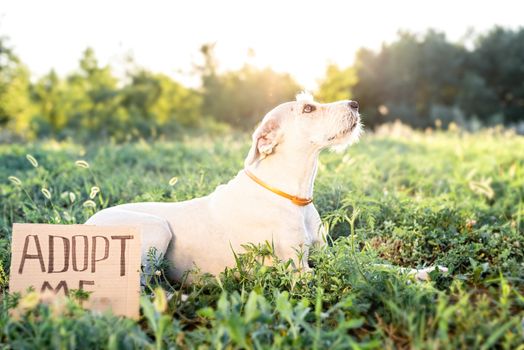 Pet adoption. Pet care. A cute mixed breed puppy with the words Adopt Me laying in the grass in the park