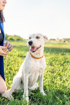 Pet care. Pet adoption. Beautiful young woman in sitting in grass with her mixed-breed dog pet