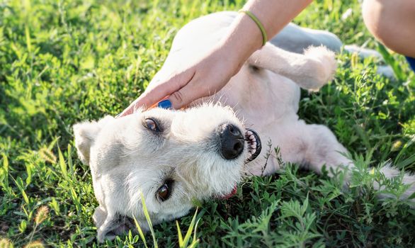 Pet care. Pet adoption. Young woman feeding her dog in the park in a summer sunny day