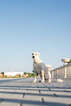 Pet adoption. Pet care. Cute mixed breed dog waiting for her owner in the park in sunny day