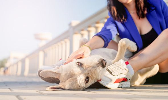 Pet care. Pet adoption. Young woman playing and hugging her dog in the park