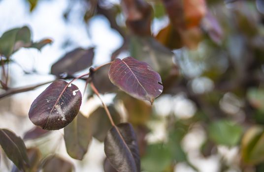 autumn leave on a tree, close up