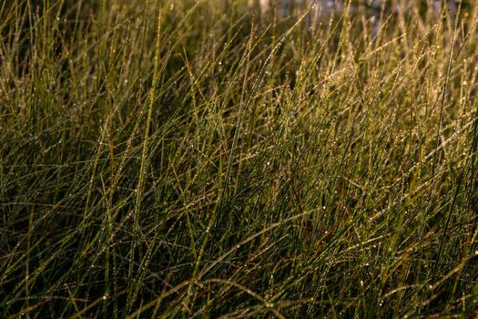 Long thin green swamp grass with morning dew. Close-up with selective focus and bokeh blur.