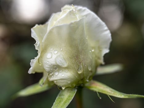 white rose rain drop macro, close up
