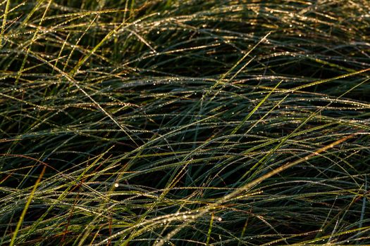 Long thin green swamp grass with morning dew. Close-up with selective focus and bokeh blur.