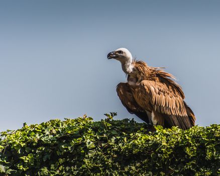 Griffon vulture resting on a bush and against a blue sky