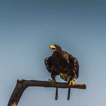 Steller's or emperor's eagle on blue plain background