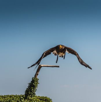 Steller's or emperor's eagle on blue plain background