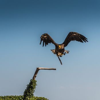 Steller's or emperor's eagle on blue plain background