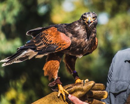 Harris's Hawk at rest on falconry glove