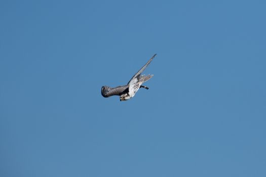 A gyrfalcon in sting flight on blue sky