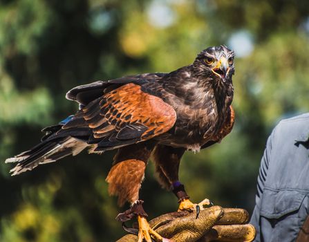 Harris's Hawk at rest on falconry glove