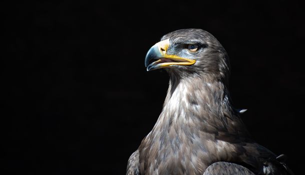 Head and shot of a Tawny Eagle on black background