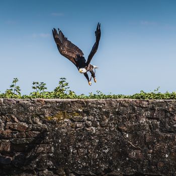 Bald eagle in flight over blue sky