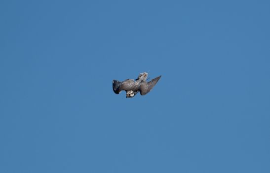 A gyrfalcon in sting flight on blue sky
