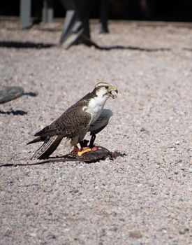 Tired Gerfalcon on the ground with its prey