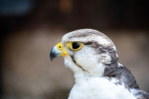 Beak and head of a resting Gerfalcon