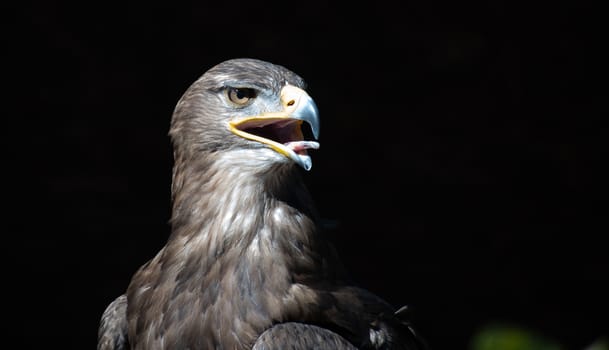 Head and shot of a Tawny Eagle on black background