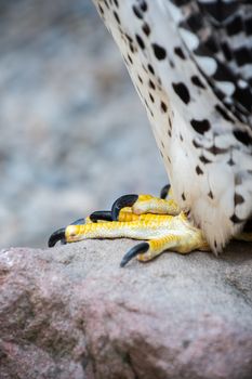 Legs and talons of a resting Gerfalcon