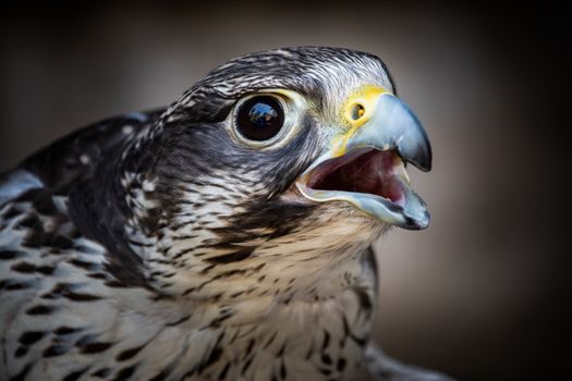 Close-up of the head of a Saker Falcon crying with its beak open