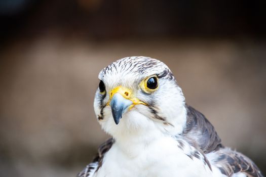 Beak and head of a resting Gerfalcon