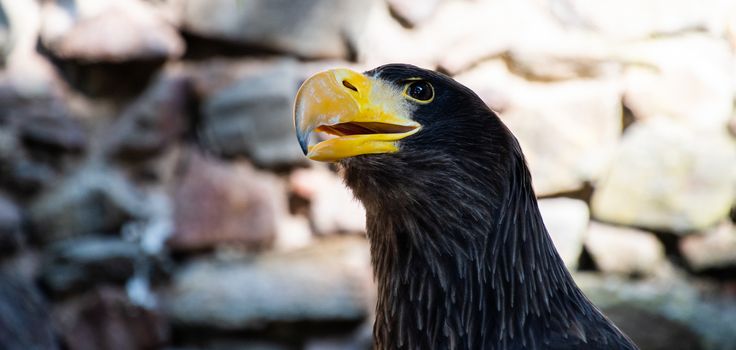 Steller's eagle or emperor on stone background