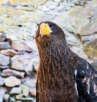 Steller's eagle or emperor on stone background